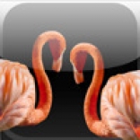 iFlamingo